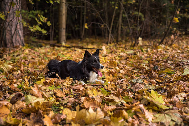istock Border Collie is Lying on the Ground and Playing 619531036