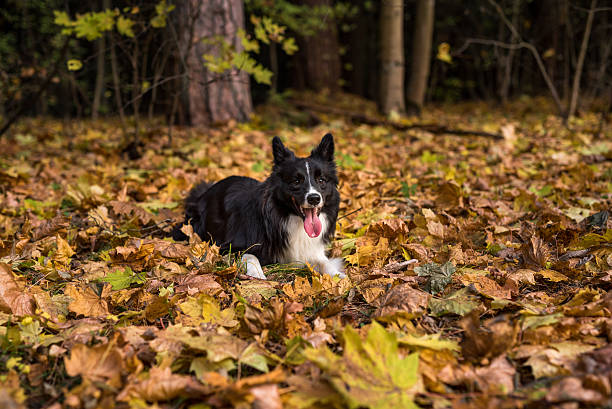 istock Border Collie is Lying on the Ground and Playing 619531116