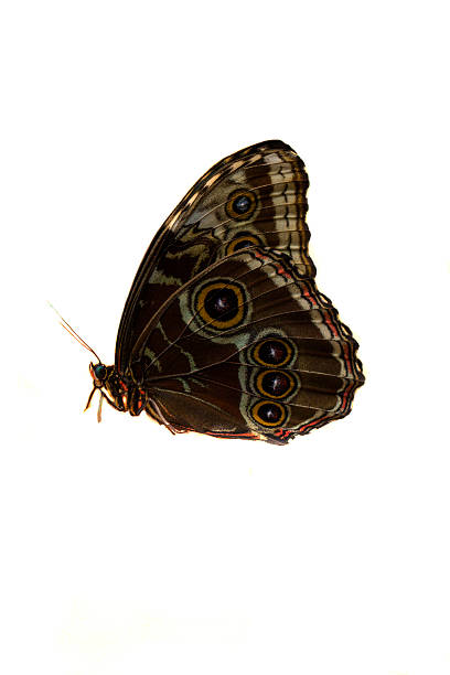 istock Monarch Butterfly with open wings. 619531430