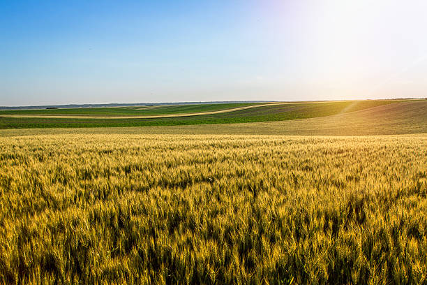 istock Wheat field over sky with sundown. Nature landscape. 619531976