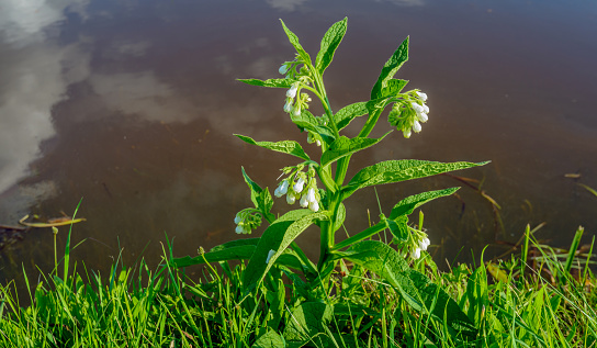 Closeup of white flowering common comfrey or Symphytum officinale plant on the edge of a stream on a sunny day in the summer season.