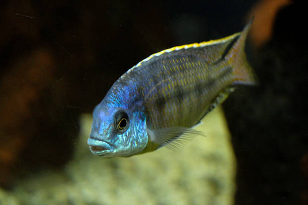 istock Beautiful fish in the aquarium 619532460