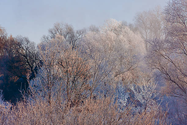 istock frozen trees on a sunny winter day 619532906