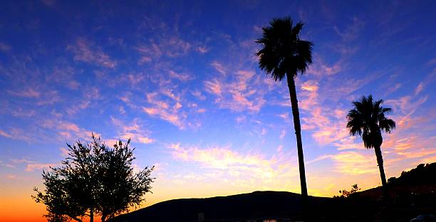 istock Palmtrees, Coast and Sunset in California 619534866