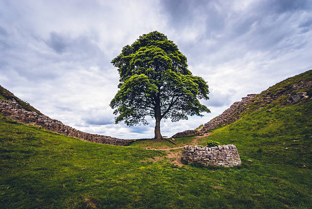 Northumberland, United Kingdom - June 29, 2014: Sycamore Gap on Hadrian's Wall in Northumberland.  A small circular wall protects a replacement sycamore sapling