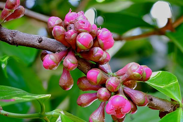 istock Rose apple buds and flowers 619535064