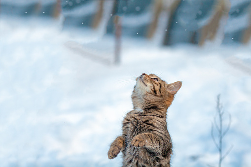 Cat standing on hind legs in the snow in the winter