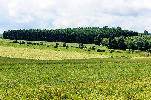 Cultivated Landwith cattle in Bruges, Belgium.