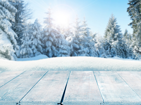 Winter background with snow-covered pine trees behind empty wooden planks