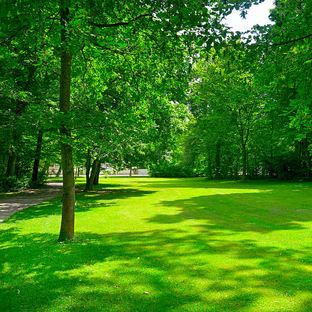 istock Beautiful clearing in park 619537084