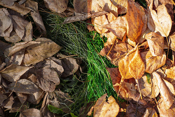 Photo before and after the image editing process. Fallen yellow autumn leaves on the bright green grass