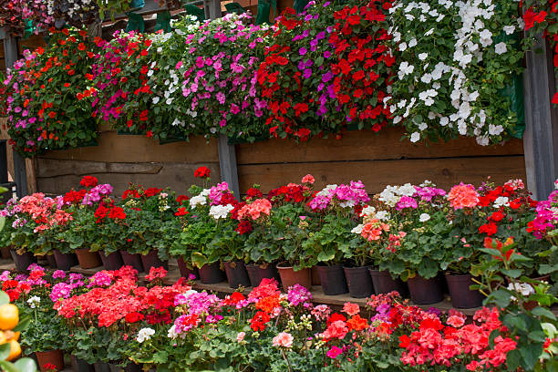 istock Flower bed as a floral background 619537398