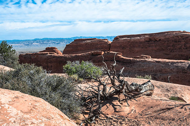 istock Dead tree in Arches National Park, Utah 619538548