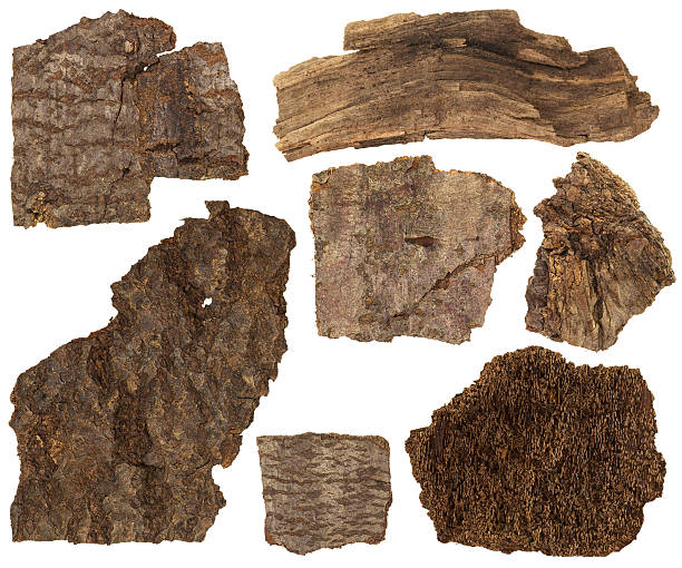 istock Set of dried pine tree barks isolated on white background 619541640