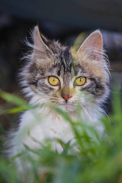 istock cat look in the garden 619541764