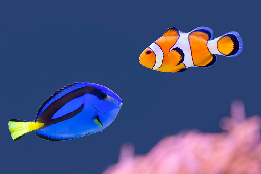 Palette surgeonfish and clown fish swimming together in blue water. These two beautiful fishes have very bright and striking colors. I saw these animals in an aquarium  and I photographed them through the glass. Concept of beauty, beautiful, wildlife, pets, colors, colorful, colourful, colours, nature, striking, outstanding.