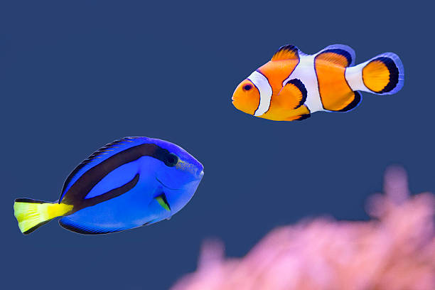 Palette surgeonfish and clown fish swimming together Palette surgeonfish and clown fish swimming together in blue water. These two beautiful fishes have very bright and striking colors. I saw these animals in an aquarium  and I photographed them through the glass. Concept of beauty, beautiful, wildlife, pets, colors, colorful, colourful, colours, nature, striking, outstanding. amphiprion percula stock pictures, royalty-free photos & images