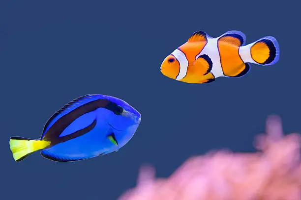 Palette surgeonfish and clown fish swimming together in blue water. These two beautiful fishes have very bright and striking colors. I saw these animals in an aquarium  and I photographed them through the glass. Concept of beauty, beautiful, wildlife, pets, colors, colorful, colourful, colours, nature, striking, outstanding.