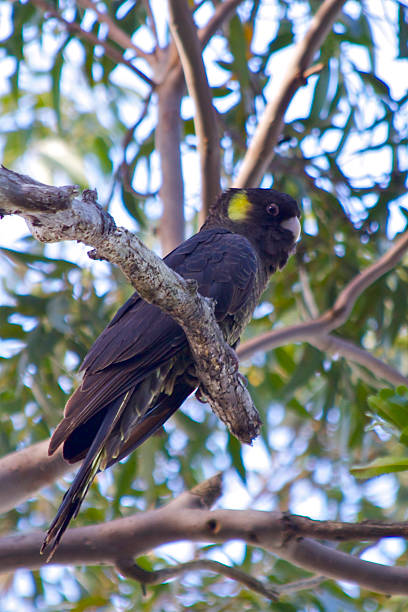 istock Yellow tailed black cockatoo 619541914