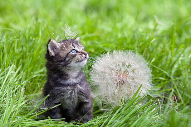 Little kitten walking on the grass Little kitten walking on the grass next to a large dandelion stray animal stock pictures, royalty-free photos & images