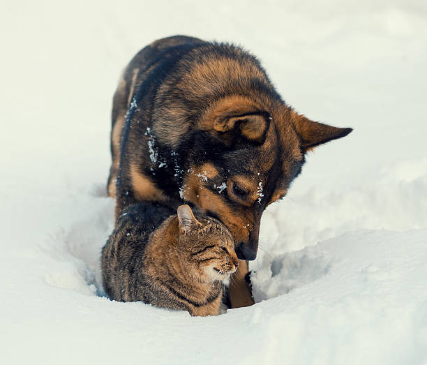 istock Cat and dog playing together 619543328
