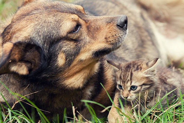 istock Big dog and a small kitten lying together 619543364