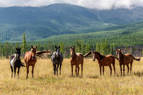 istock mountain horses pasture highlands 619543450