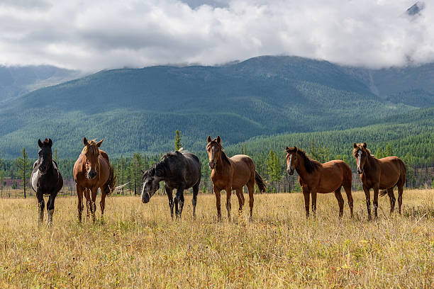 istock mountain horses pasture highlands 619543656