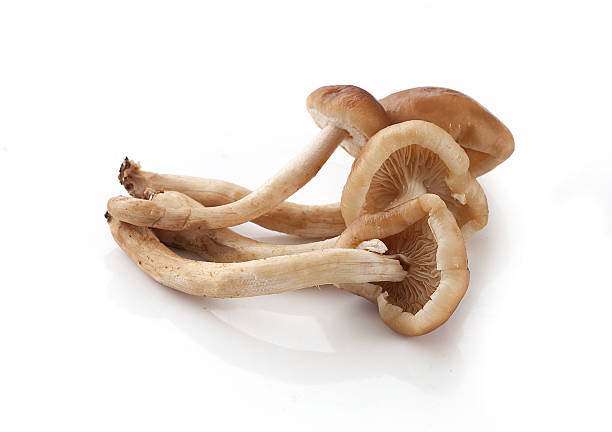 istock Handful of honey agaric 619543844