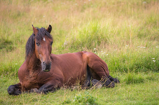 istock horse is laying on the meadow 619544034