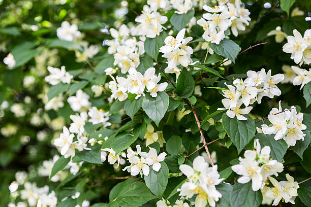 istock White flowering jasmine flowers with green leaves 619544880