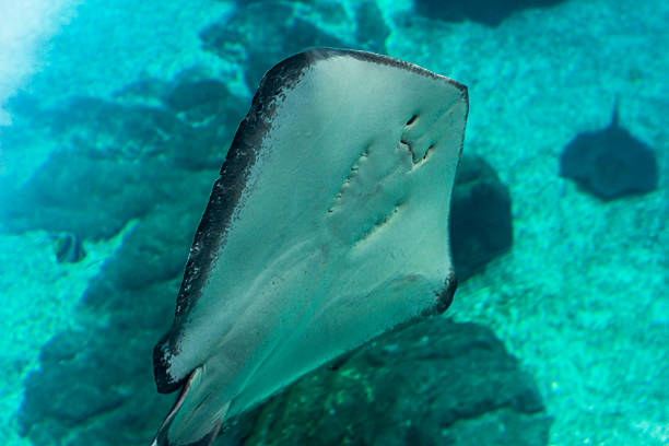 istock Stingray swimming in aquarium inside Oceanario, Lisbon 619544970