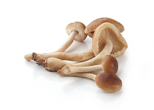 istock Handful of honey agaric 619545108
