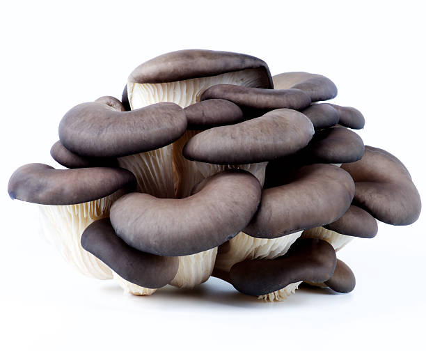 cogumelos ostra bruto - oyster mushroom edible mushroom fungus vegetable imagens e fotografias de stock