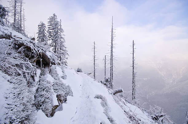 istock Winter in Karkonosze Mountains 619632256