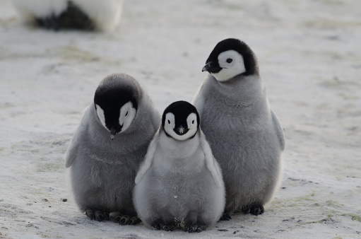 Tres pingüino pollos photo