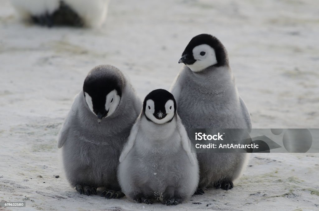 three penguin chicks Three cute Emperor Penguin chicks huddled together. Penguin Stock Photo