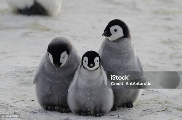 Three Penguin Chicks Stock Photo - Download Image Now - Penguin, Cute, Animal