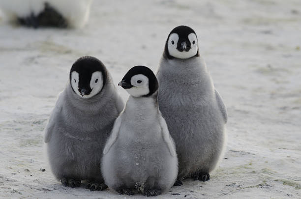 three penguin chicks Three Emperor Penguin chicks together antarctica penguin bird animal stock pictures, royalty-free photos & images