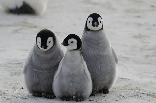 Three Emperor Penguin chicks together