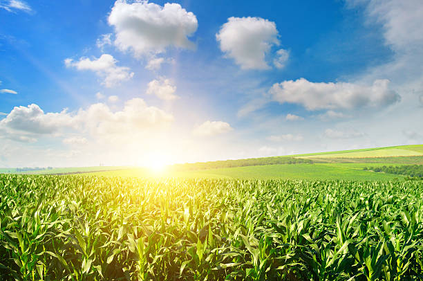 Green field with corn and blue cloudy sky. Green field with corn. Blue cloudy sky. Sun rise on the horizon. Lea stock pictures, royalty-free photos & images