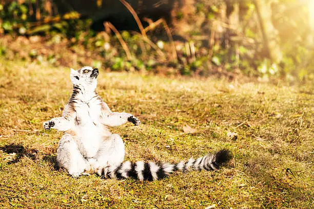 Meditating ring-tailed lemur