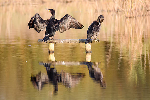 istock Cormorant (Phalacrocorax carbo) holding wings out to dry 619637248