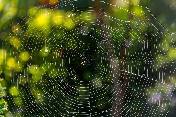 istock Spider web in the rays of the sun 619637404