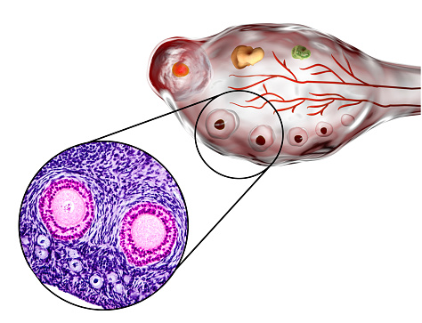 Ovarian follicles. Light microscopy, hematoxylin and eosin stain, magnification 200x and 3D illustration