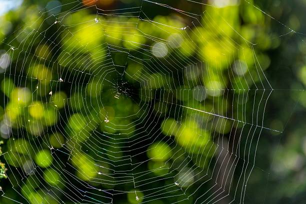 istock Spider web in the rays of the sun 619637756