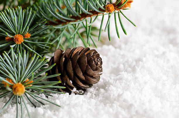 istock christmas and new year fir-tree on snow 619637758