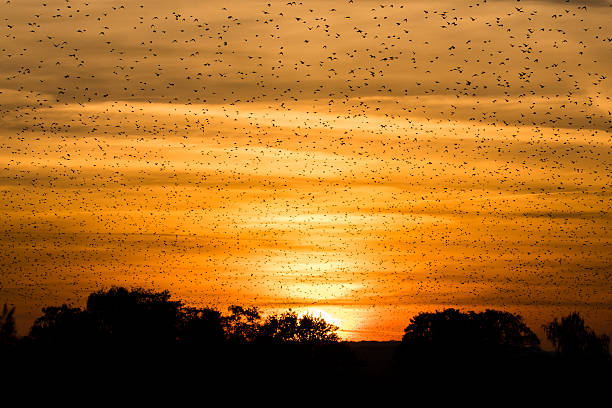 istock Large flock of starlings (Sturnus vulgaris) in front of sunset 619638010