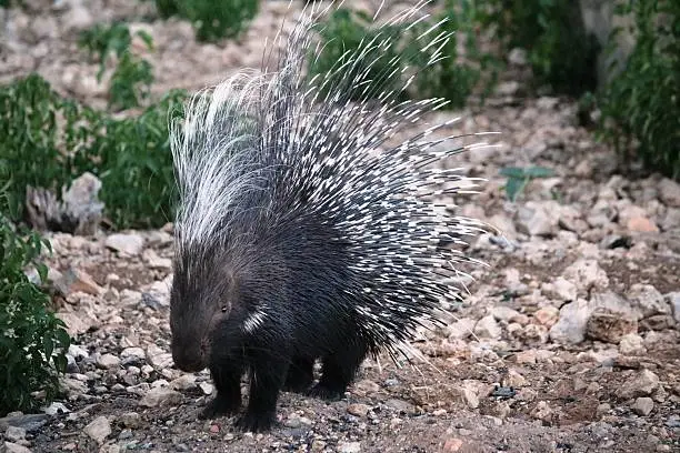 Common porcupine in Namibia, Africa
