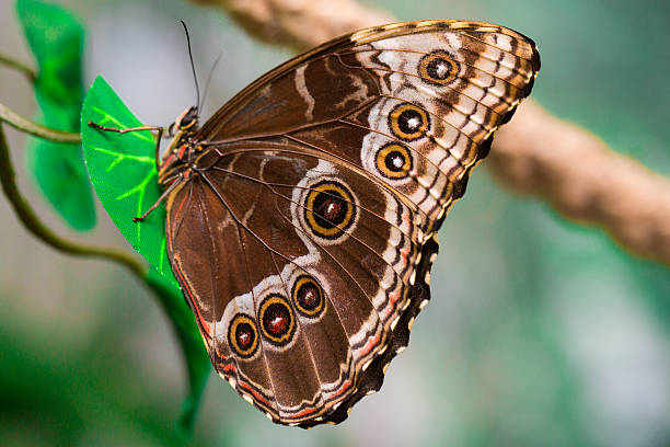 istock Closeup butterfly on flower. 619639200